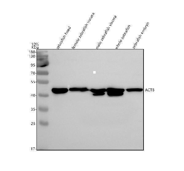 Anti-Zebrafish Beta Actin/ACTB Antibody Picoband® Boster Bio