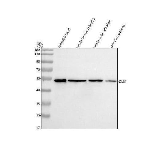Anti-Zebrafish DLST Antibody Picoband® Boster Bio
