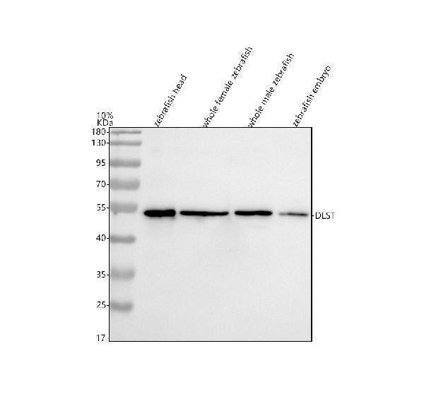 Anti-Zebrafish DLST Antibody Picoband® Boster Bio