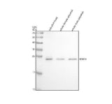 Anti-Zebrafish RAB14/4l Antibody Picoband® Boster Bio