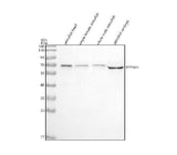 Anti-Zebrafish SHP2/PTPN11 Antibody Picoband® Boster Bio