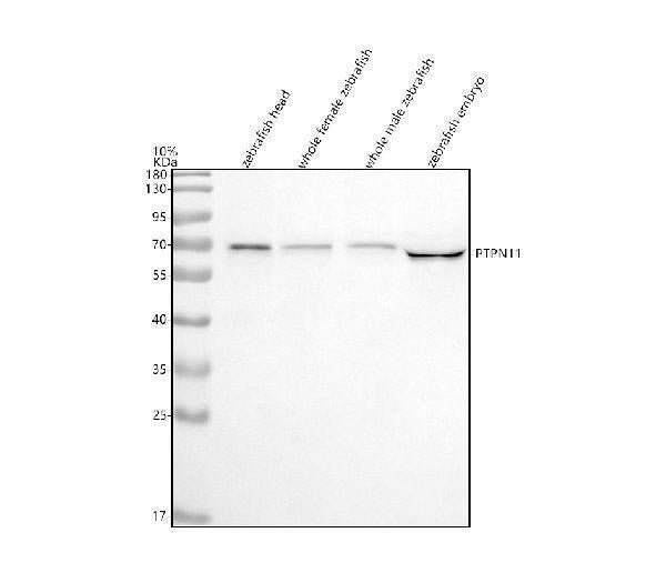 Anti-Zebrafish SHP2/PTPN11 Antibody Picoband® Boster Bio