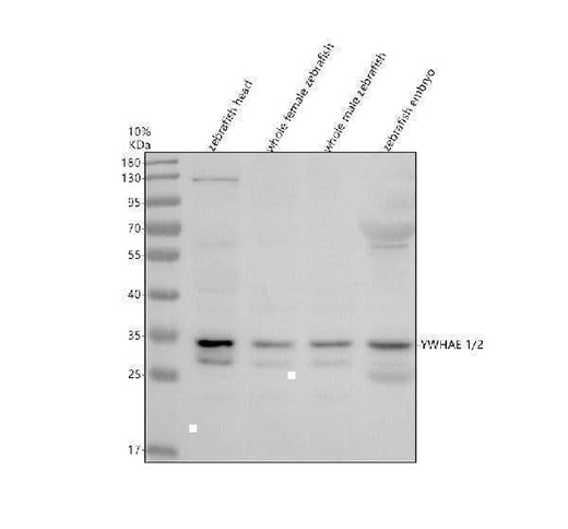 Anti-Zebrafish YWHAE1/2 Antibody Picoband® Boster Bio