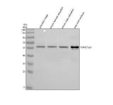 Anti-Zebrafish PSMC1a/b Antibody Picoband® Boster Bio