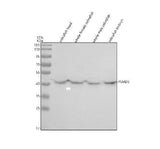 Anti-Zebrafish PSMD6 Antibody Picoband® Boster Bio