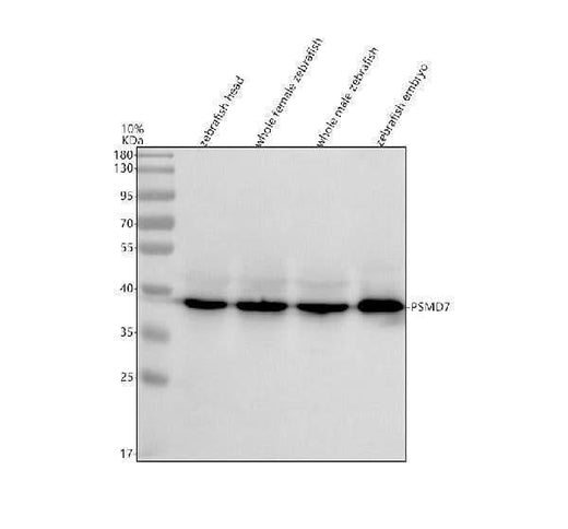 Anti-Zebrafish PSMD7 Antibody Picoband® Boster Bio