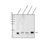 Anti-Zebrafish HBAE3 Antibody Picoband® Boster Bio