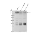 Anti-Zebrafish SLC4A1A Antibody Picoband® Boster Bio
