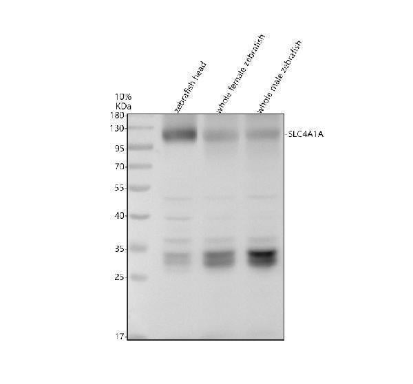Anti-Zebrafish SLC4A1A Antibody Picoband® Boster Bio