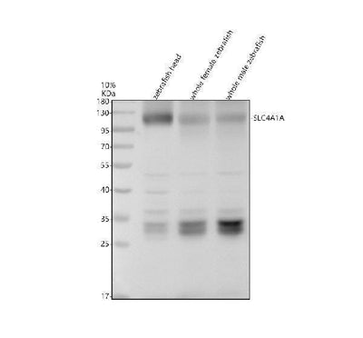 Anti-Zebrafish SLC4A1A Antibody Picoband® Boster Bio