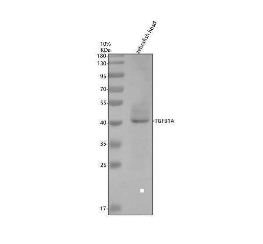 Anti-Zebrafish TGFB1A Antibody Picoband® Boster Bio
