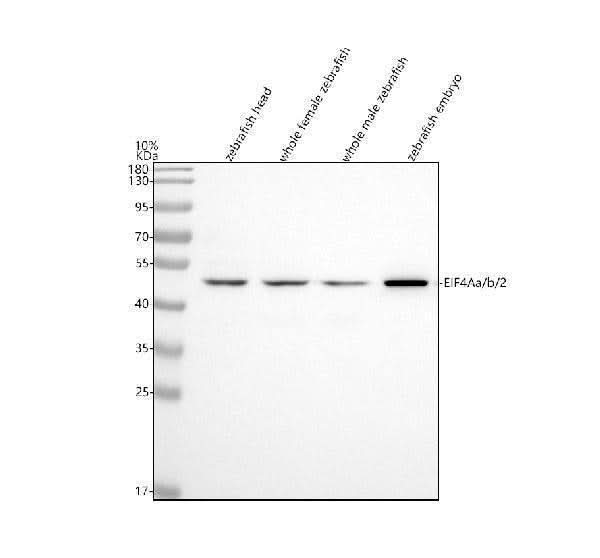Anti-Zebrafish EIF4A1a/b/2 Antibody Picoband® Boster Bio