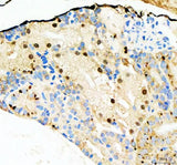 Anti-Zebrafish NOL10 Antibody Boster Bio