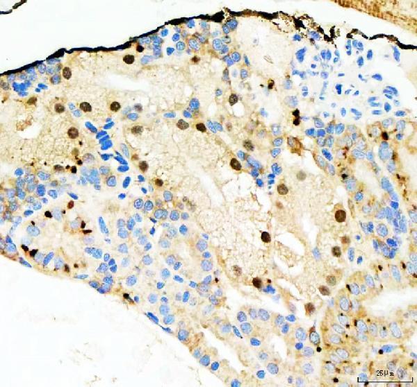 Anti-Zebrafish NOL10 Antibody Boster Bio