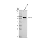 Anti-Zebrafish AKT1/2/3 Antibody Picoband® Boster Bio