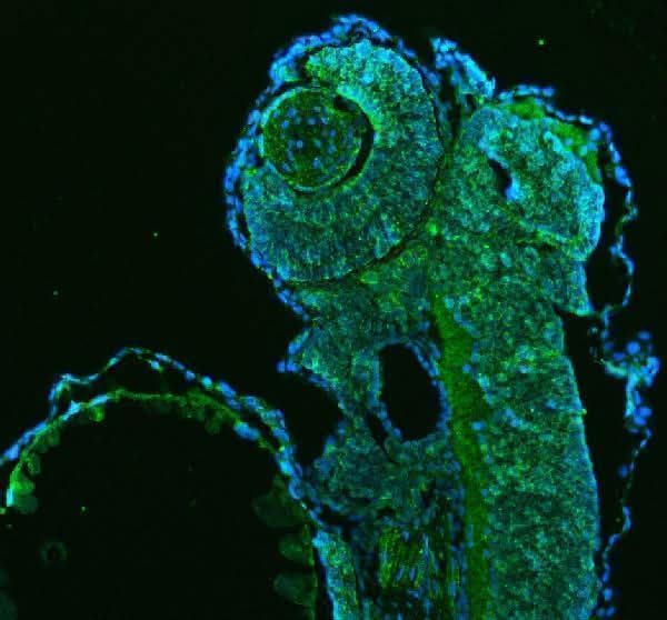 Anti-Zebrafish HSP60/HSPD1 Antibody Picoband® Boster Bio