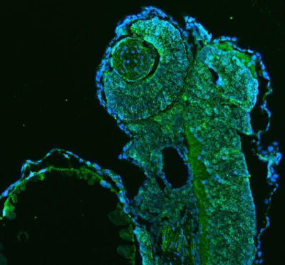 Anti-Zebrafish HSP60/HSPD1 Antibody Picoband® Boster Bio