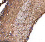 Anti-Zebrafish CXCL12A/B Antibody Boster Bio