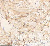 Anti-Zebrafish PA2G4a/b Antibody Boster Bio