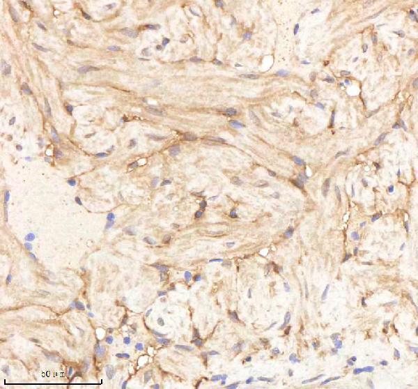 Anti-Zebrafish PA2G4a/b Antibody Boster Bio