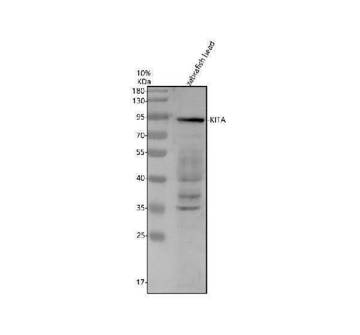 Anti-Zebrafish KITA Antibody Picoband® Boster Bio