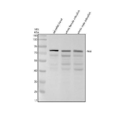 Anti-Zebrafish MXA Antibody Picoband® Boster Bio