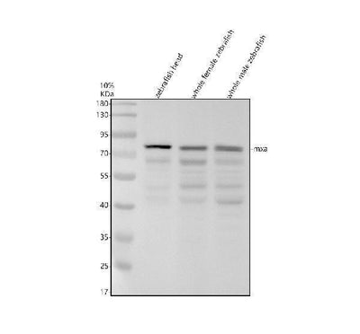 Anti-Zebrafish MXA Antibody Picoband® Boster Bio
