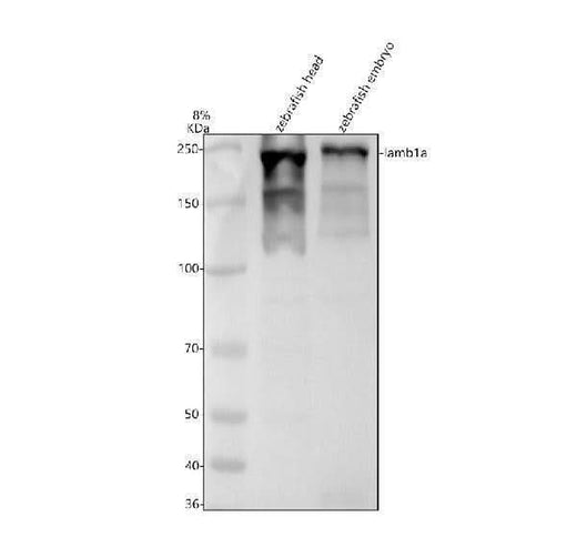 Anti-Zebrafish LAMB1A Antibody Picoband® Boster Bio