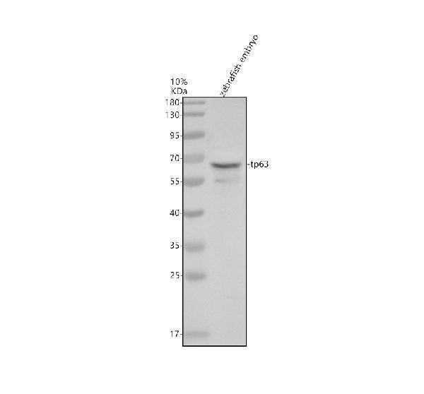 Anti-Zebrafish p63/TP63 Antibody Picoband® Boster Bio