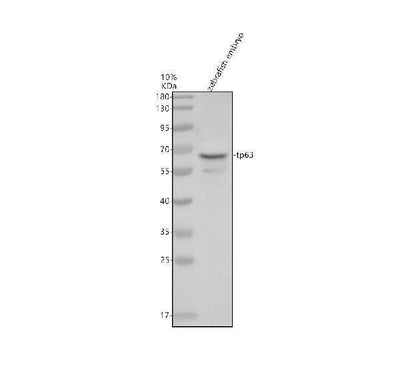 Anti-Zebrafish p63/TP63 Antibody Picoband® Boster Bio