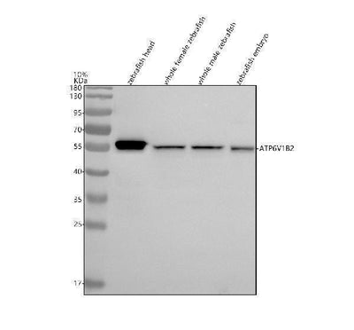 Anti-Zebrafish ATP6V1B2 Antibody Picoband® Boster Bio