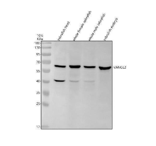 Anti-Zebrafish VANGL2 Antibody Picoband® Boster Bio