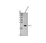 Anti-Zebrafish ASCL1A Antibody Picoband® Boster Bio