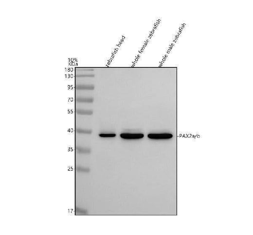Anti-Zebrafish PAX2a/b Antibody Picoband® Boster Bio