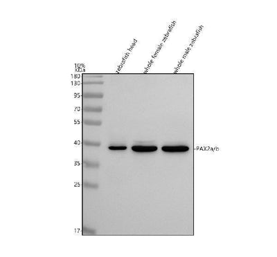Anti-Zebrafish PAX2a/b Antibody Picoband® Boster Bio