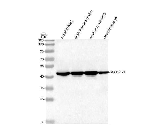 Anti-Zebrafish POU5F1/3 Antibody Picoband® Boster Bio