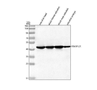 Anti-Zebrafish POU5F1/3 Antibody Picoband® Boster Bio