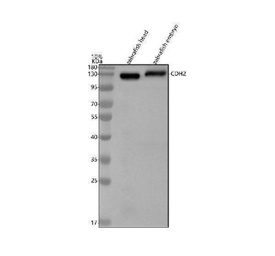 Anti-Zebrafish N-Cadherin/CDH2 Antibody Picoband® Boster Bio