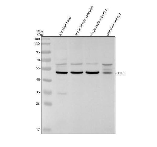 Anti-Zebrafish LHX3 Antibody Picoband® Boster Bio