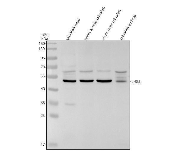 Anti-Zebrafish LHX3 Antibody Picoband® Boster Bio