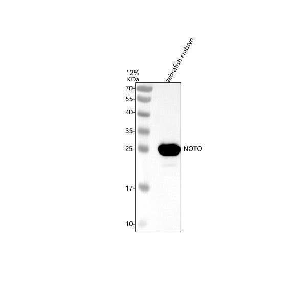 Anti-Zebrafish NOTO Antibody Picoband® Boster Bio