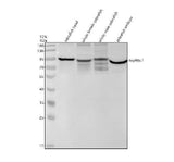 Anti-Zebrafish HSP90A Antibody Picoband® Boster Bio
