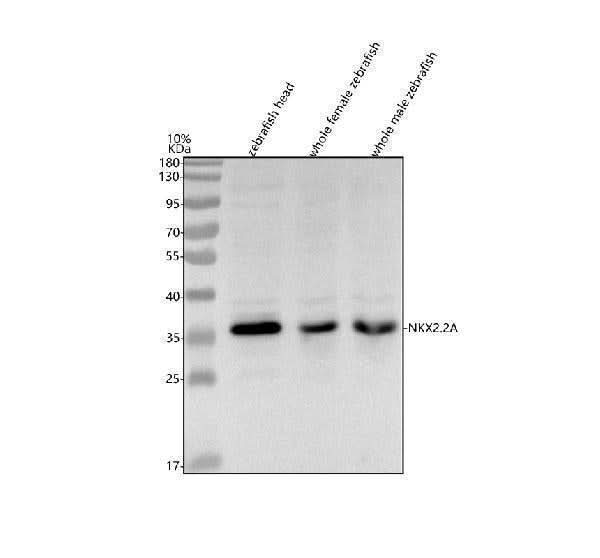 Anti-Zebrafish NKX2.2A Antibody Picoband® Boster Bio