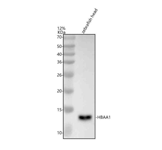 Anti-Zebrafish HBAA1 Antibody Picoband®