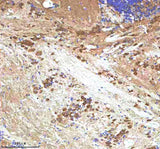 Anti-Zebrafish IGF1 Antibody Boster Bio