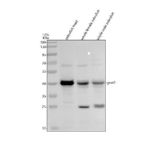 Anti-Zebrafish GNAT2 Antibody Picoband® Boster Bio
