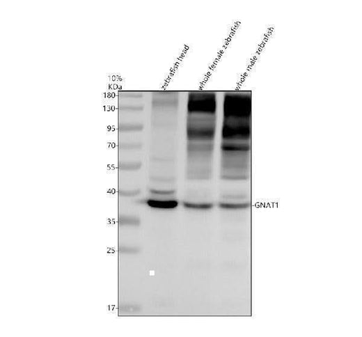 Anti-Zebrafish GNAT1 Antibody Picoband® Boster Bio