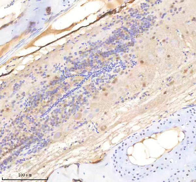 Anti-Zebrafish SF3A1 Antibody Boster Bio