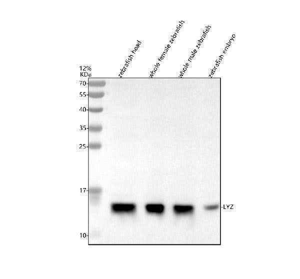 Anti-Zebrafish Lysozyme/LYZ Antibody Picoband® Boster Bio