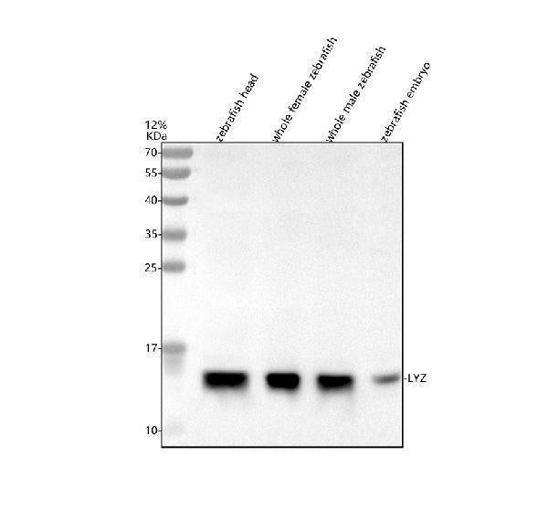 Anti-Zebrafish Lysozyme/LYZ Antibody Picoband® Boster Bio